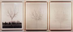 Walnut Tree Orchard: Set D